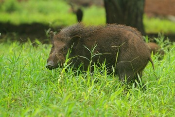 A wild boar was seen standing in the thicket observing the surroundings