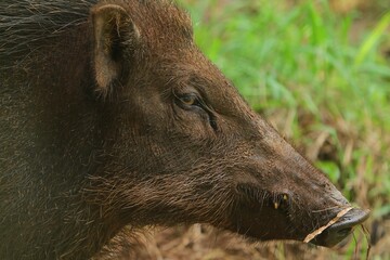 side view of a wild boar