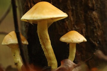 mushrooms in the woods