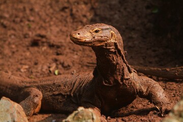 a salvator lizards stares curiously