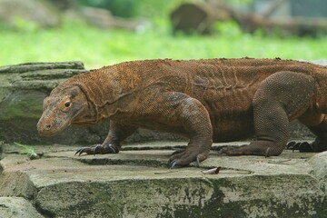 side view of a komodo dragon walking on rocks