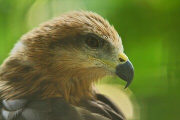 close up of a migrant milvus
