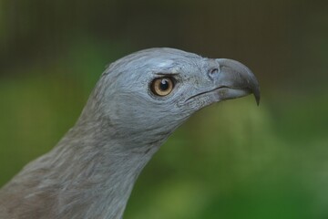 close up of a haliaeetus leucogaster