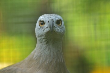 close up of a haliaeetus leucogaster
