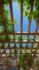 Lush Green Vines Growing on Wooden Trellis Against a Clear Blue Sky with Natural Light Filtering Through the Gaps