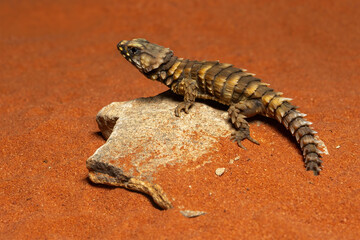 The Armadillo girdled lizard (Ouroborus cataphractus) is endemic to desert area along the western coast of South Africa.