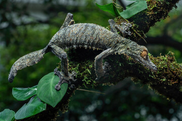 A giant leaf-tailed gecko (Uroplatus fimbriatus) camouflaged on a bark and leaves in a tropical...