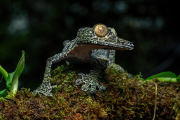 Giant mossy leaf-tailed gecko (Uroplatus sikorae) on mossy bark in its natural habitat. This master...