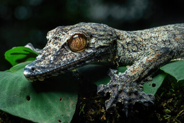 A giant leaf-tailed gecko (Uroplatus fimbriatus) camouflaged on a bark and leaves in a tropical rainforest. This nocturnal lizard native to Madagascar.