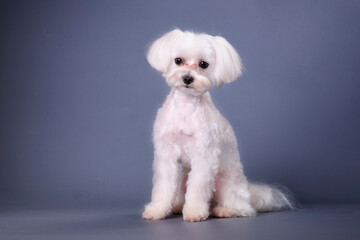 Charming Maltese lapdog. photo shoot in the studio on a blue background.