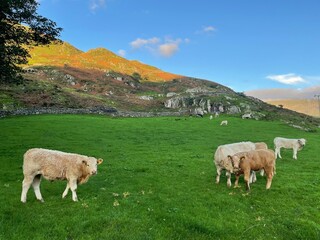 Obraz premium sheep in the mountains