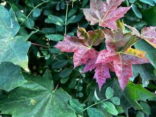 red and green leaves