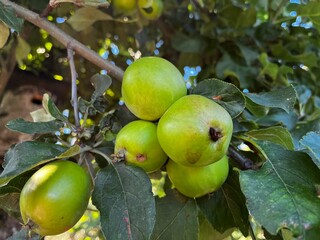 green apples on a tree