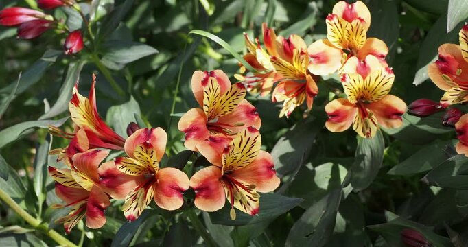 Ornamental clump of Peruvian lilies or Inca lilies colored of pink, red, yellow and oranges adorned with burgundy streaks above lance-shaped rich bronze leaves