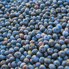 Freshly picked organic blueberries in fruit crates prepared for selling on a market.