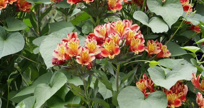 Alstroemeria aurea | Peruvian lilies.  Funnel-shaped flowers with golden-yellow and copery-orange petals striped with brown grouped atop of upright stems
