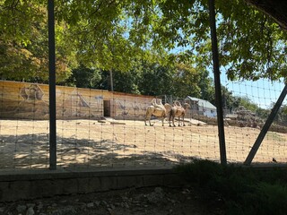 Close-up of a camel in a zoo, highlighting its distinctive features, textured fur, and calm expression. Ideal for wildlife, desert animals, and travel-related concepts