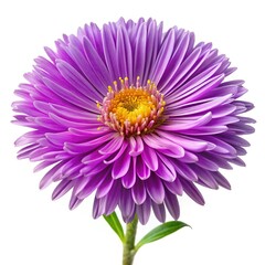 Close up of a striking purple aster flower with yellow center