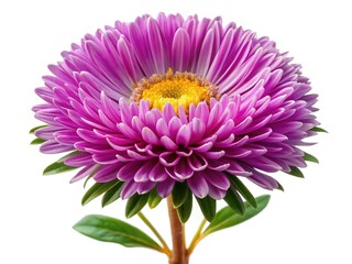 Magnificent purple aster flower in full bloom isolated on white background