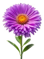 Vibrant purple aster flower closeup, showcasing intricate petal arrangement and golden center