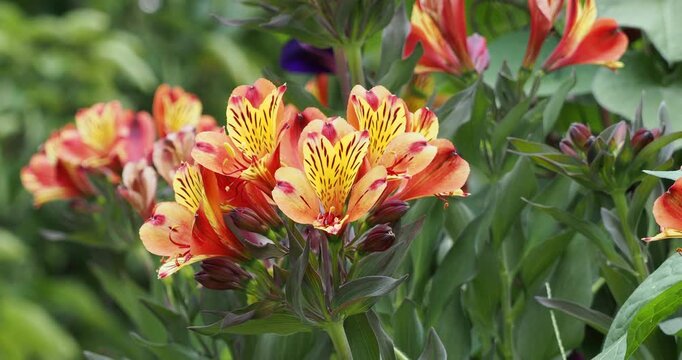 Alstroemeria 'Indian Summer'. Peruvian lilies with golden-yellow and copery-orange petals adorned with burgundy streaks blooming above lanceolate bronze-green foliage
