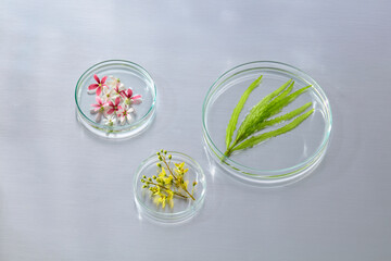 Overhead shot of petri dishes containing mixed green leaves and flowers, styled for botanical science campaigns.