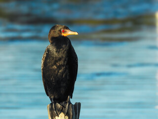 Reed Cormorant Perched on Post
