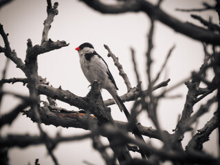 Male Pin-tailed Whydah in Tree