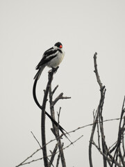 Pin-tailed Whydah Perched in Tree