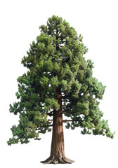 Lush green tree with thick foliage and strong trunk in bright daylight showcasing nature's beauty