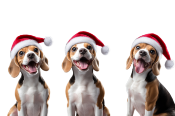 Happy beagle puppies wearing Santa hats celebrating the holiday season indoors