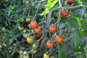 Ripe cherry tomatoes growing on the vine in a garden