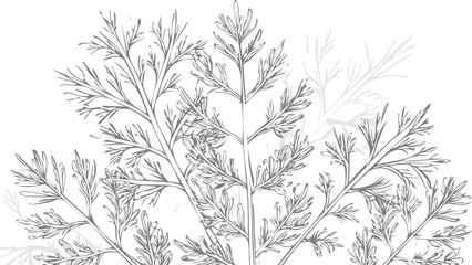 Fresh dill isolated on transparent png vector.dill, herb, leaf, spice, food, ingredient, plant, colours, horizontal, cut out, favor, fragrance, tied, bundle, color image, element, garnish, isolated, 