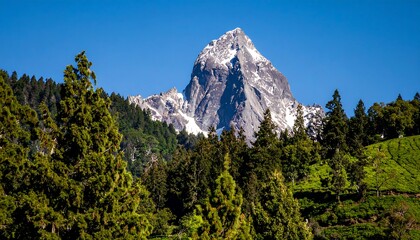 Obraz premium Snowy mountain peak above lush forest