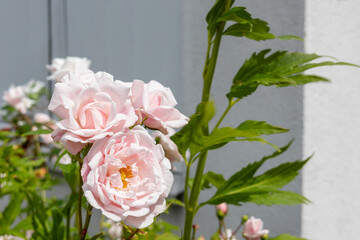 Light pink roses in bloom with green leaves against a grey wall background.