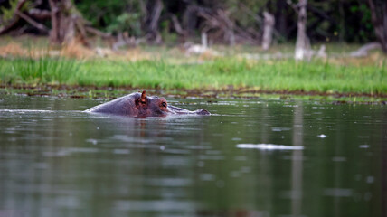 Hippos in the Okavango delta 