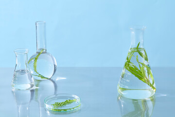 Two clear glass beakers holding curved plant stems in water, lit against a fresh blue-toned background.