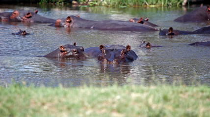 Hippos in the Okavango delta 