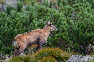Tatra Chamois in Natural Habitat, High Tatras, Slovakia