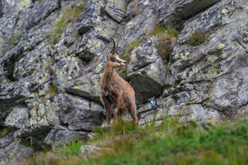 Tatra Chamois in Natural Habitat, High Tatras, Slovakia