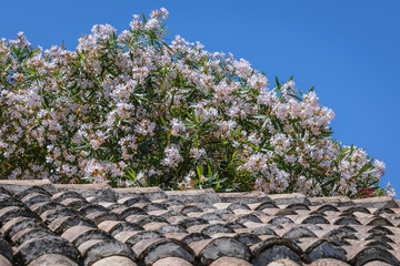 Oleander plant and tiled roof in Corfu town, Corfu Island in Greece