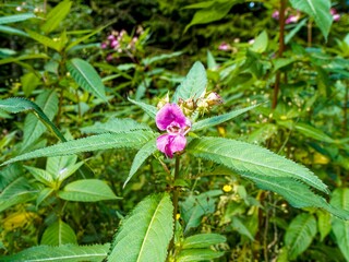 (Impatiens glandulifera) Drüsigen Springkrauts. Drüsigen Springkrauts. Rosafarbenen Blüten,...