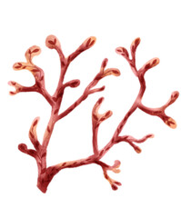 Summer coral illustration