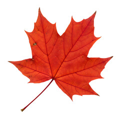 Single autumn leaf isolated -&nbsp;Vibrant red maple leaf in autumn splendor