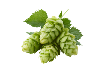 Green hop cones with leaves isolated on transparent background. Brewing ingredient hops isolated PNG.