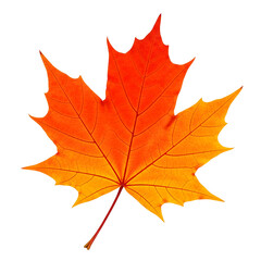 Obraz premium Single autumn leaf isolated -&nbsp;Vibrant maple leaf glows with autumn's warm colors