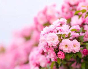 Delicate pink roses in bloom