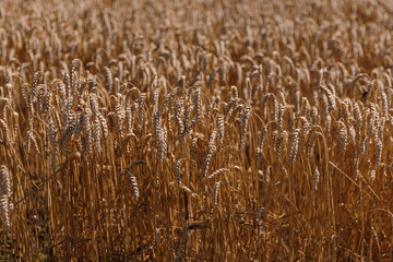 wheat field