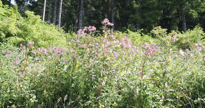 (Impatiens glandulifera) Dichte, invasive B&uuml;schel von Dr&uuml;sigem Springkrauts mit rosa Bl&uuml;ten auf hohen, verzweigten St&auml;ngeln in einem feuchten Wald in S&uuml;ddeutschland
