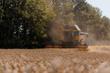 Сombine  working on a golden wheat field during harvest season. Agricultural machinery collecting...